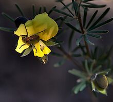 Beetle on Native Pea by Ian English