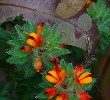 Bush flowers by Michael Matthews