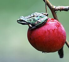 Pacific Tree Frog On A Crab Apple by printscapes
