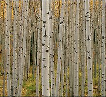 Aspen Grove In Fall, Kebler Pass by printscapes