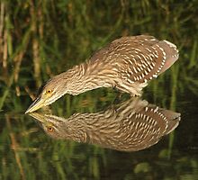 Mirror mirror on the wall who is the fairest heron of all? by Heather King