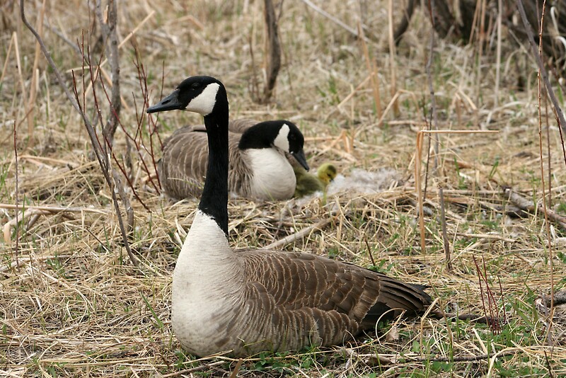 male-goose-protecting-female-and-goslings-by-rhamm-redbubble