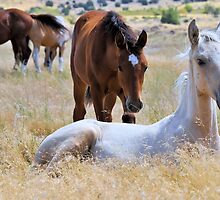 The Watchful Babysitter by Kelly Jay