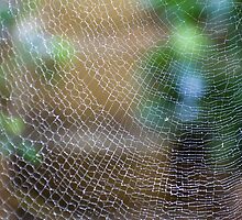 Golden Silk Orb Weaver's Web Design Magic by Kerryn Madsen-Pietsch