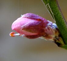 tasting Spring by Alenka Co