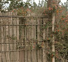 Flower and Ivy Covered Gate by rhamm
