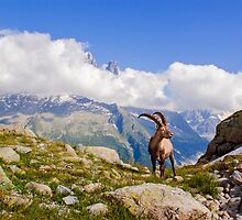 Alpine ibex by MIRCEA COSTINA