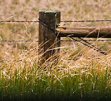 Grasslands Under Control by Audrey Farber