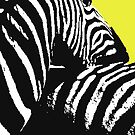 Zebra by yukyco