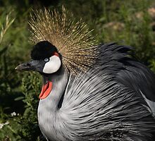 Portrait of an African Grey Crowned Crane by Georgia Mizuleva