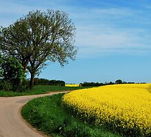For all who love yellow by jchanders