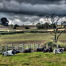 Resting Cattle by Andrew Pounder