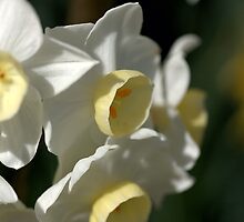 Shining Light - Daffodils by Joy Watson