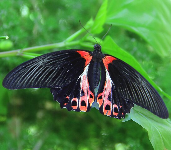 \u0026quot;Scarlet Mormon Butterfly\u0026quot; by vette  Redbubble