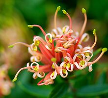Grevillea ~ Apricot Tingle by Renee Hubbard Fine Art Photography