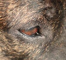 Eye of the Alpha by Vicki Childs