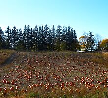 Pumpkin patch by MarianBendeth