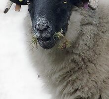 Learned Sheep, Wanlockhead Library, Scotland by simpsonvisuals