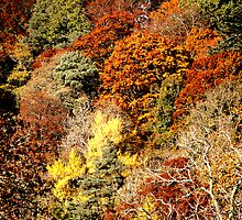 Autumn in Scotland by simpsonvisuals