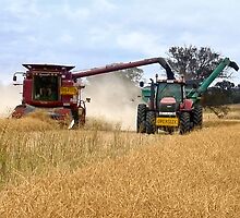Harvesting Canola ... by Rosalie Dale