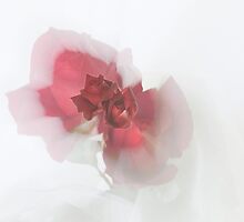 Imagination . . . by Jan Clarke