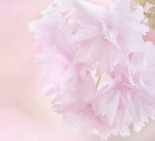 Spring comes gently, softly... by Laurie Minor