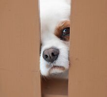 Wishful Thinking by Jenni Greene