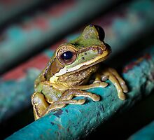Peeking Through the Grate, Masked Tree Frog (Smilisca phaeota) by Dave Huth