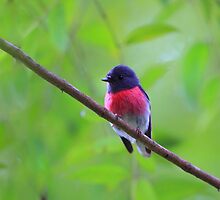Rose Robin by Donovan wilson