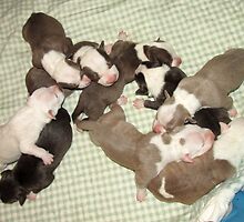 Wonder's New Puppies - One Day Old by Ginny York