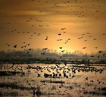 Life in the Wee Hours by Charles & Patricia Harkins ~ Picture Oregon