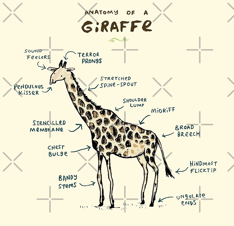 "Anatomy of a Giraffe" by Sophie Corrigan | Redbubble