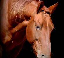 Beautiful Dreamer by bluehorsephotos