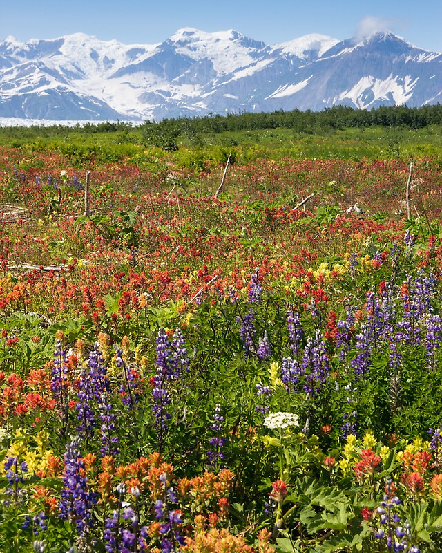 "Alaskan Wildflowers" By AZAndis | Redbubble