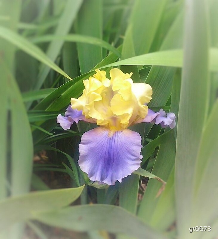 "Purple and Yellow Bearded Iris" by gt6673 Redbubble