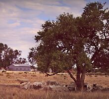 Sheep Station out West by myraj