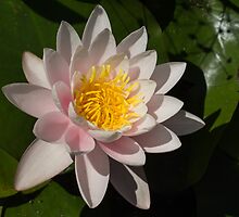 Crisp, Gently Pink Waterlily in the Hot Mediterranean Sun by Georgia Mizuleva