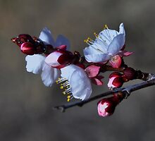 "Failure of spring" by CanyonWind