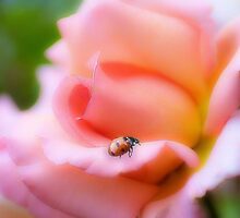 Summer icons by missmoneypenny