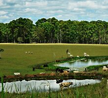 Two dams and green pastures by myraj
