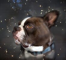 Star Gazer by Susan Werby