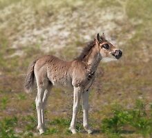 Shackleford's wild promise by Owed to Nature
