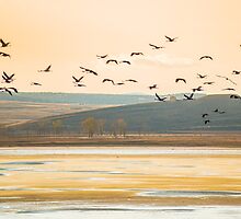 Migration by Anibal Trejo