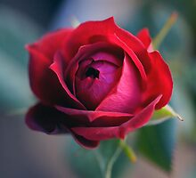 Belated Valentine by M R Cooper
