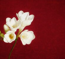 Romance by Lisa Knechtel