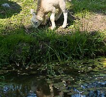 Cute Little Lamb, Reflected by Georgia Mizuleva