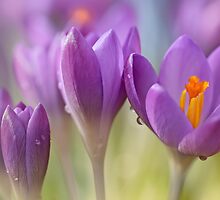 Crocuses.... waking up! (II) by Bob Daalder
