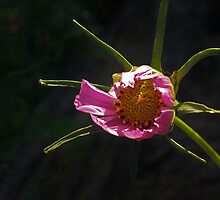 Wakey Wakey Baby Cosmos by Clare Colins