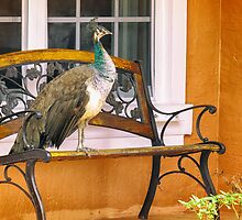 Fine Feathered Neighbor by Owed to Nature