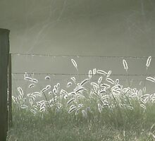foggy morning by Michaela Stephens